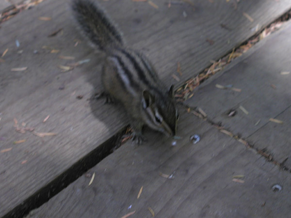 Chipmonk